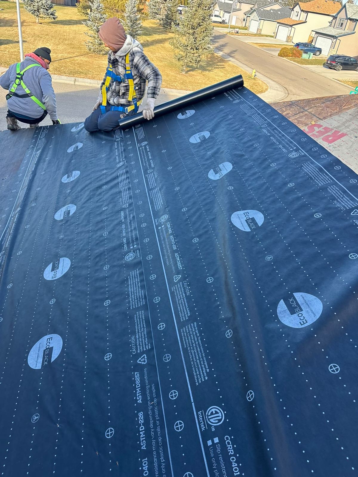 Harnessed Silverstone crew rolling out underlayment on a two-storey roof